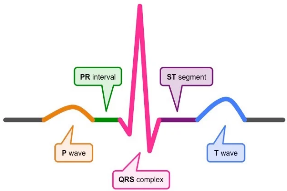 electrocardiograph